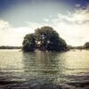 Mango Island 2 1