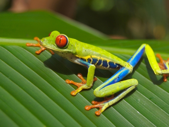 Why Chiriqui Province Panama is a Great Place to Buy Propertyjpg