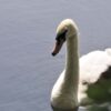 08 vb79799 e707 v1614174605 Medium 11