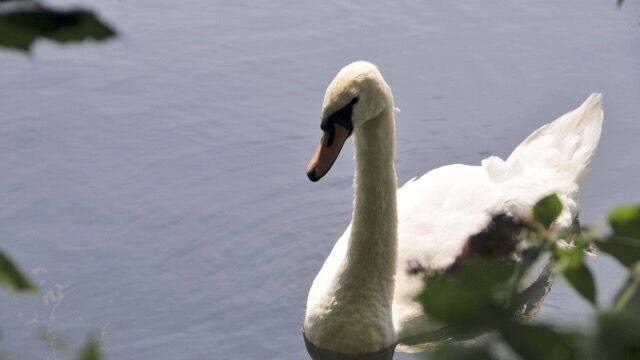 Elegant swan swimming in a calm lake near Wandsworth, London.