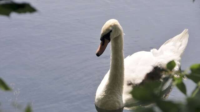 Elegant swan swimming in a calm lake near Wandsworth, London.