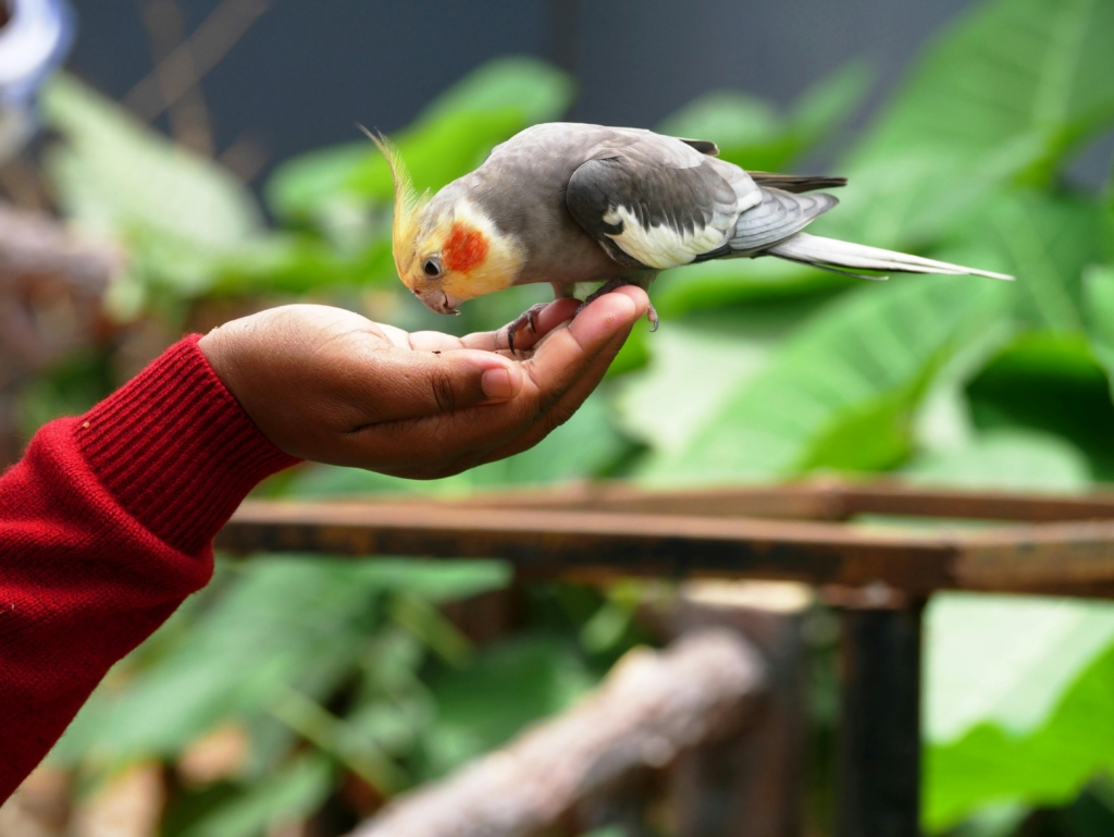 20 Unbelievable Exotic Pets That Can Add Charm to Your Home 5 Cockatielsjpg