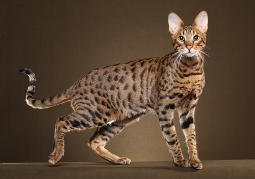 20 Unbelievable Exotic Pets That Can Add Charm to Your Home 11 Savannah Cat