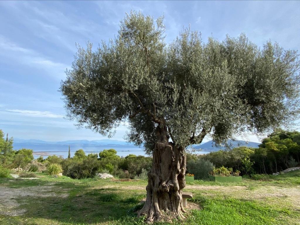 Excellent Plot of land for sale in Pratdip L Hospitalet de l Infant Tarragona 1 0 18 12