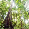 Amazon forest 2
