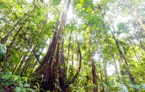 Amazon forest 2