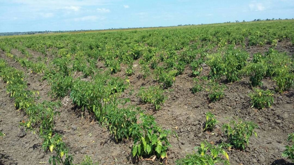 Excellent Plot of land for sale in Salima Malawi 1 IMG 20170810 WA0010 1