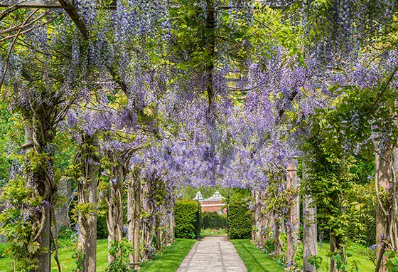 Beautiful garden pathway lined with purple wisteria flowers and lush greenery in Enfield.