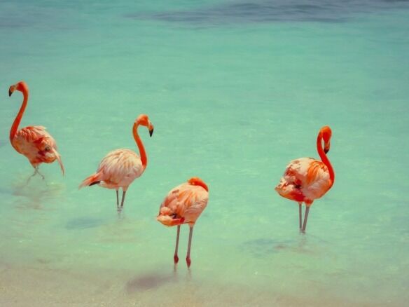 Aruba real estate