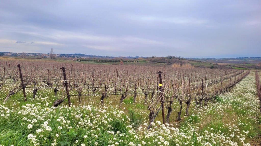 A Hobby Or Change Of Life? 10 Hectares 60 Of Vines On The Same Site, Offering Different Grape Varieties. 1 MUR137000EA 1110x623 7