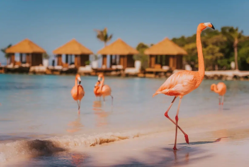 Renaissance Aruba Resort & Casino 1 5b8b896f84b7dde4bab8730f5bfcb0b11ca3875d656354840659d833f63e 1170x785 1