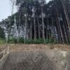 Land for sale in Sakura with lush forest views.