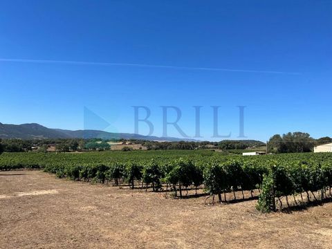 Exclusive farm with vineyard in Berchidda 1 1 8367393 3063630448939668937