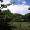 Beautiful land plot in Piedades Costa, ideal for development or farming. Surrounded by lush greenery.