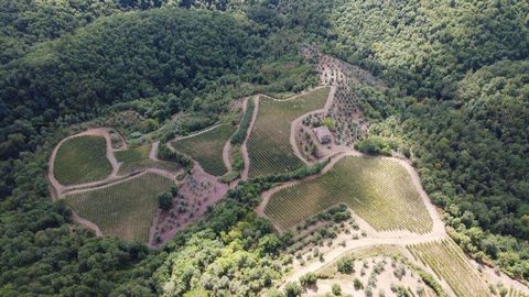 AZ140 - Azienda agricola vitivinicola biologica di 248 Ha con casale e cantina 1 23 5806522 1779271016894870385