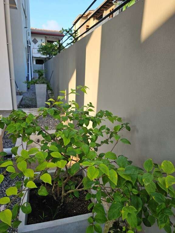 Condo building with lush greenery in Colombo, Sri Lanka, ideal for investment or living. Modern desi.