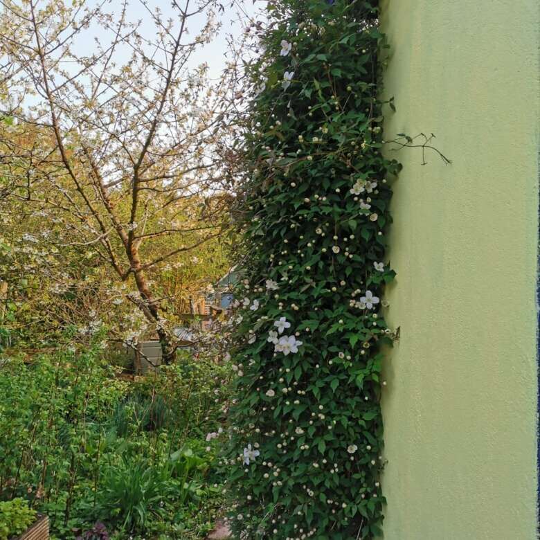 Beautiful garden scene featuring a lush flowering shrub beside a lime green wall.