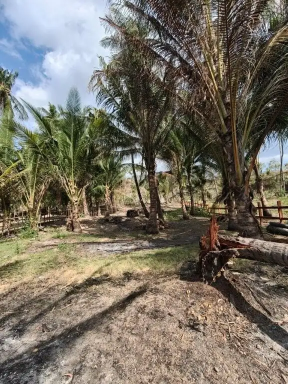 Tropical land for sale in Lombok featuring lush palm trees and open terrain, ideal for development o.