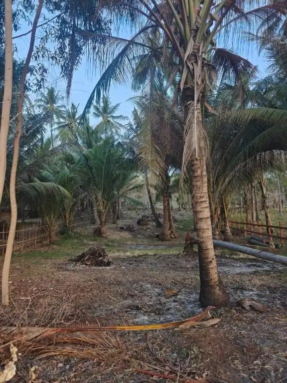 Beautiful tropical land with lush palm trees in Lombok, ideal for development or investment.