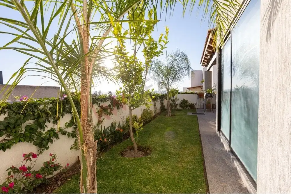 Beautiful backyard with lush greenery and palm trees in La Condesa property.