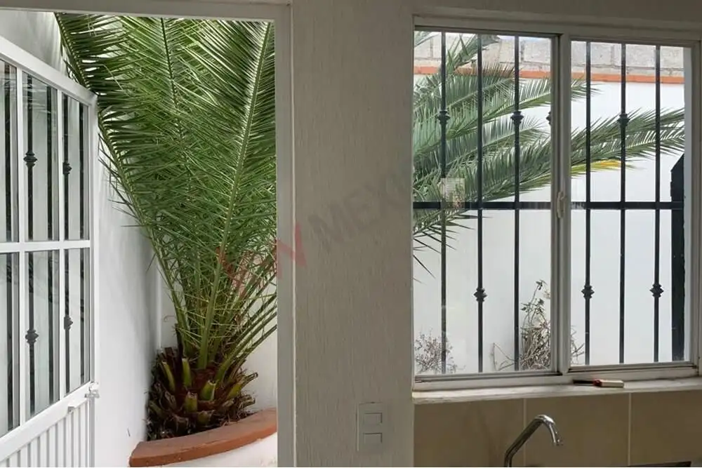 Cozy San Miguel de Allende Patio Bright view of patio with lush palm and large window.