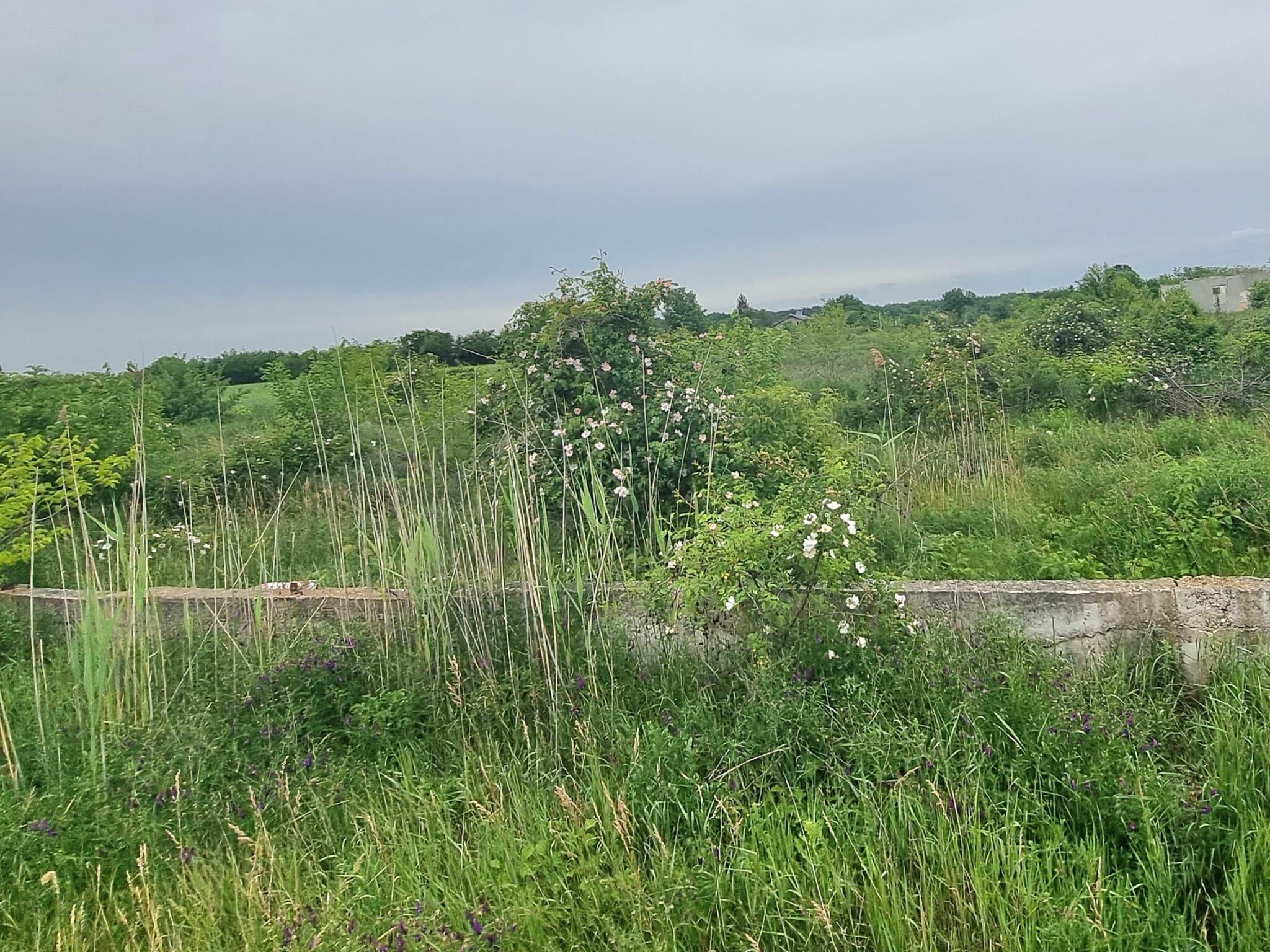 Excellent Plot of Land in Ciocanari Beautiful land plot with lush greenery in Ciocanari, ideal for building or investment. Perfect locat.