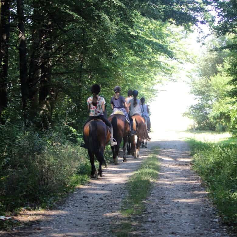 Beautiful forest trail in Ciocanari, ideal for land buyers seeking natural surroundings.