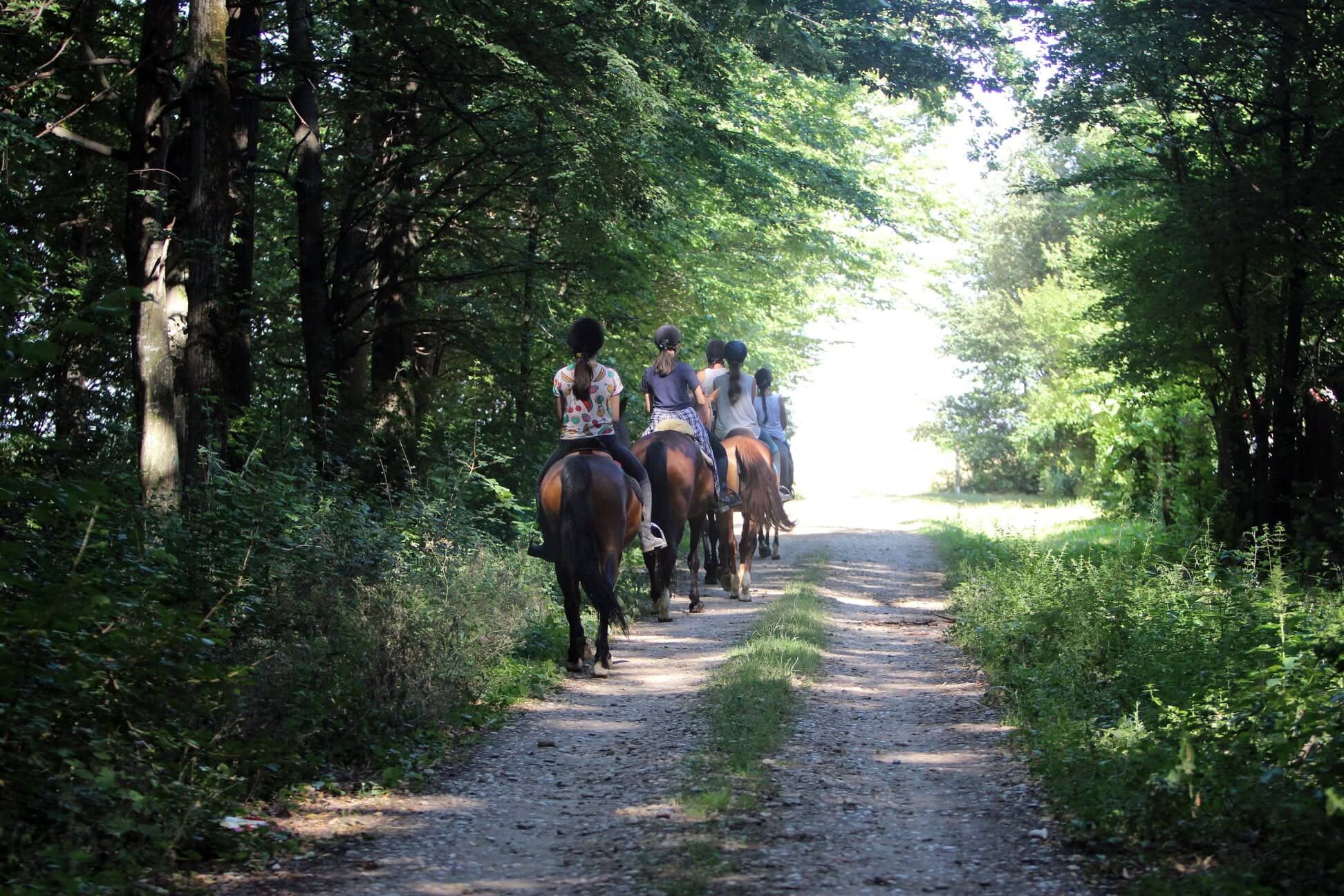 Excellent Plot of Land For Sale In Ciocanari Beautiful forest trail in Ciocanari, ideal for land buyers seeking natural surroundings.