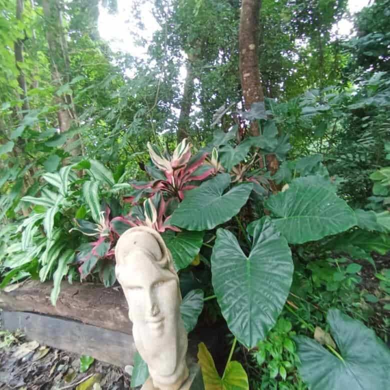 Beautiful tropical plants and lush greenery at a riverfront eco-tourism development site in Panama.