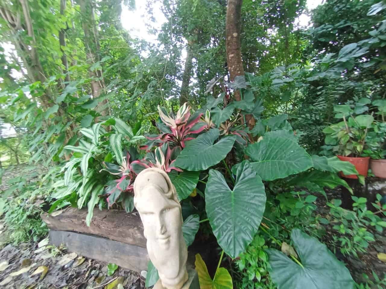 Beautiful tropical plants and lush greenery at a riverfront eco-tourism development site in Panama.