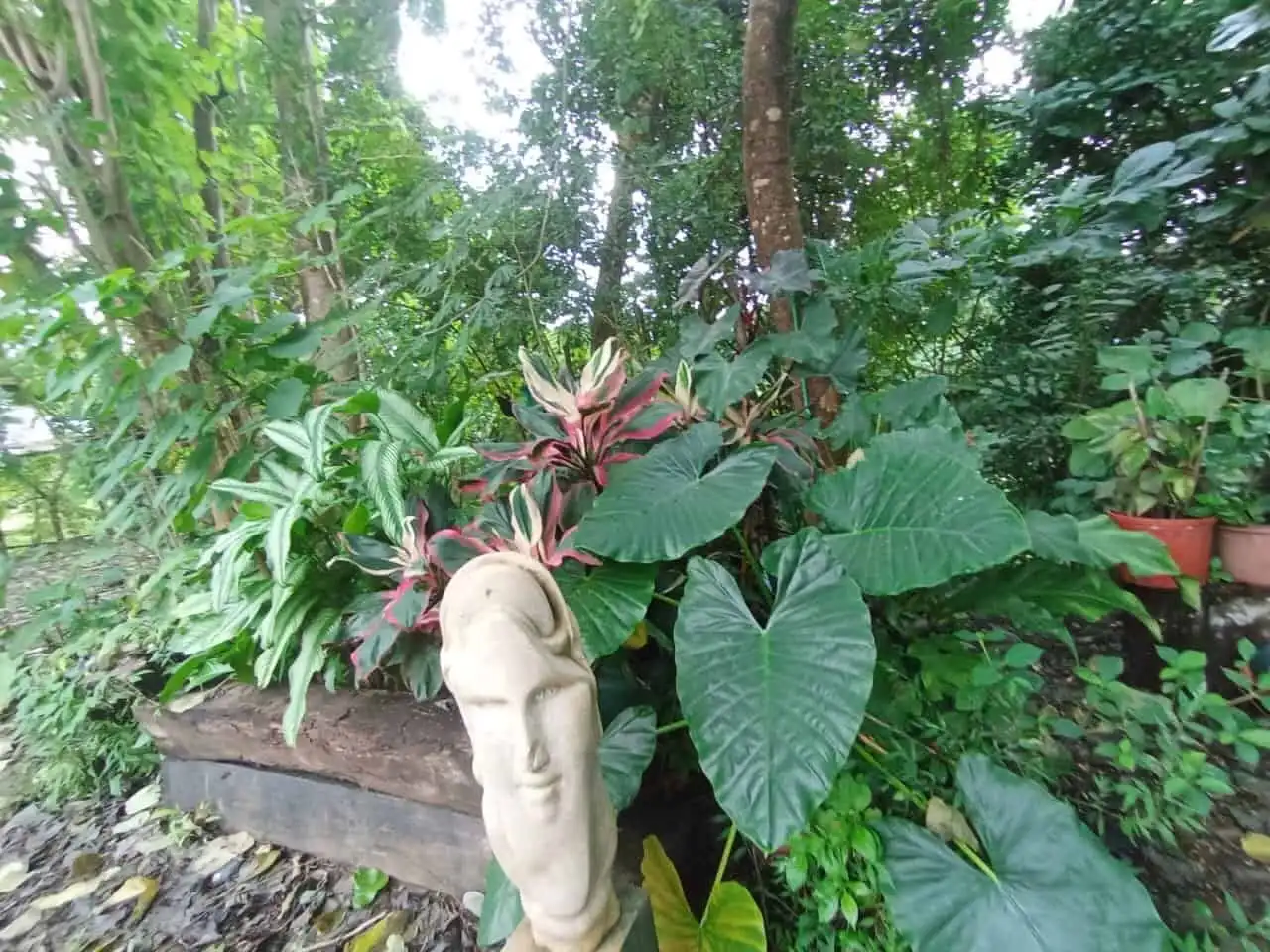 Beautiful tropical plants and lush greenery at a riverfront eco-tourism development site in Panama.