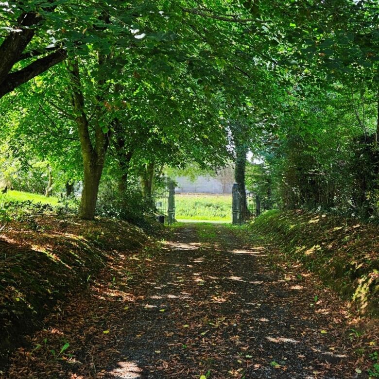 Beautiful wooded driveway leading to Le Manoir de Dougeru in Normandy.
