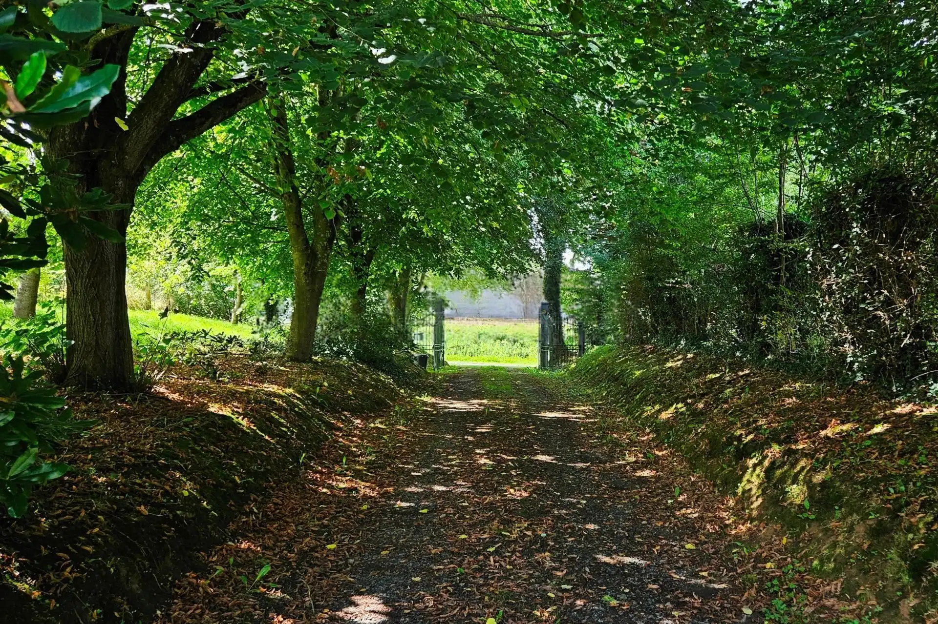 Beautiful wooded driveway leading to Le Manoir de Dougeru in Normandy.
