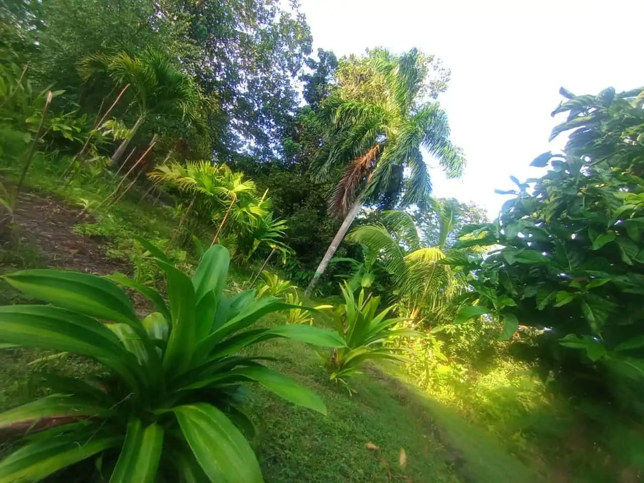 Beautiful tropical riverfront eco-tourism land in Panama, ideal for development near Playa Venao. Pe.