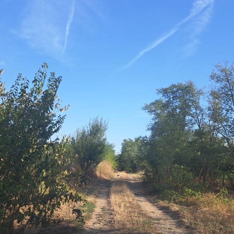 Scenic land plot in Ciocanari with trees and dirt road, ideal for development or investment.