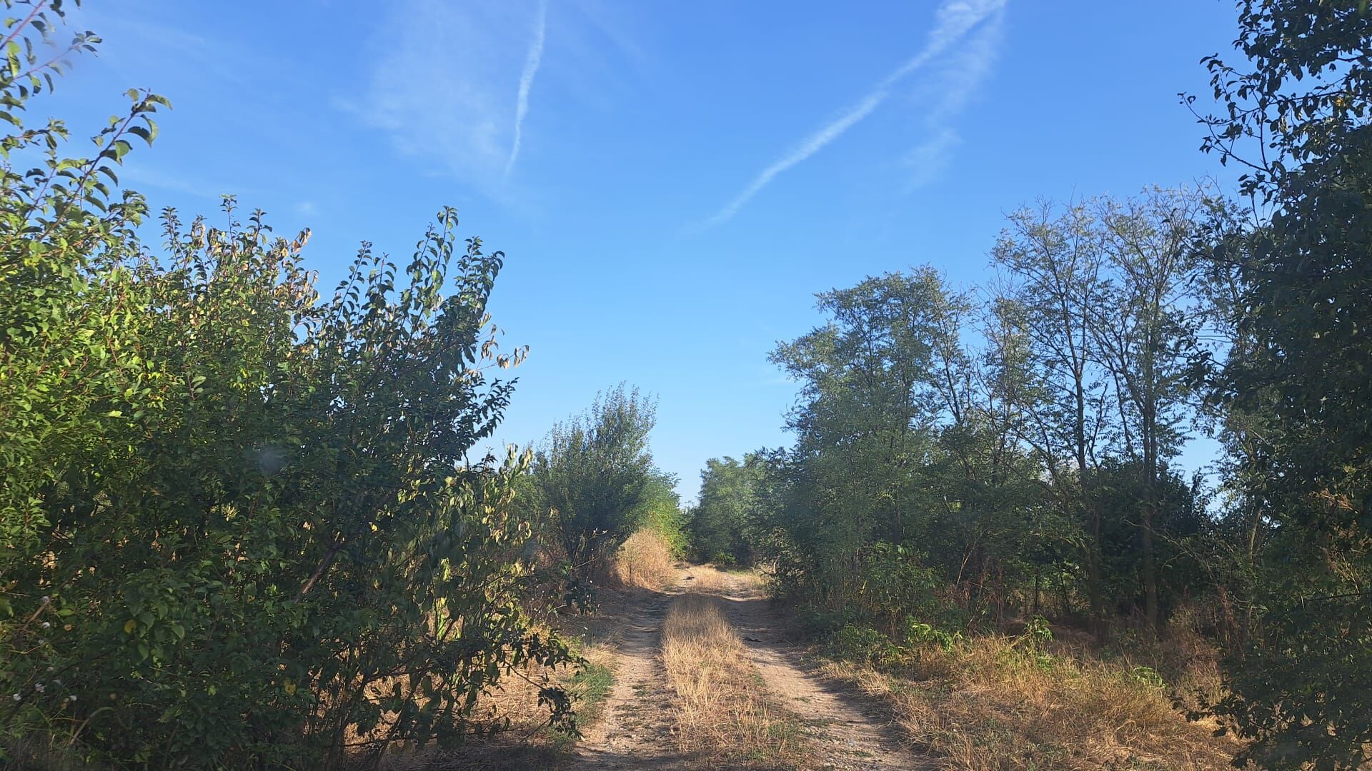 Plot of Land in Ciocanari for Sale Scenic land plot in Ciocanari with trees and dirt road, ideal for development or investment.