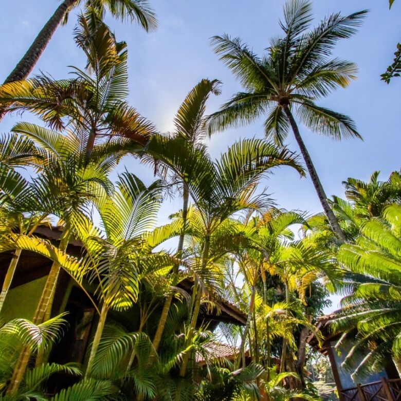 Boutique hotel surrounded by lush tropical palm trees in Ilhabela, perfect for a serene getaway or i.