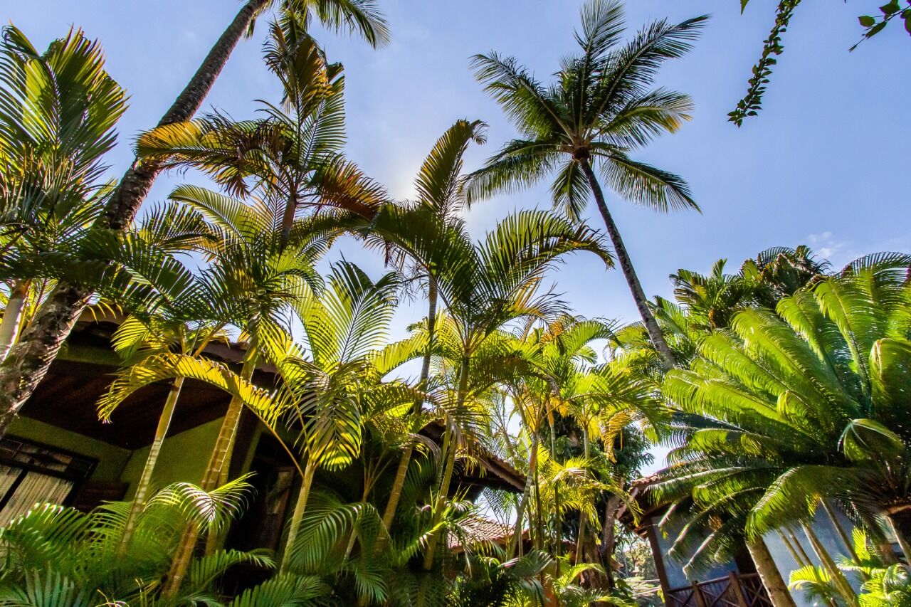 Charming Boutique Hotel in Ilhabela Boutique hotel surrounded by lush tropical palm trees in Ilhabela, perfect for a serene getaway or i.