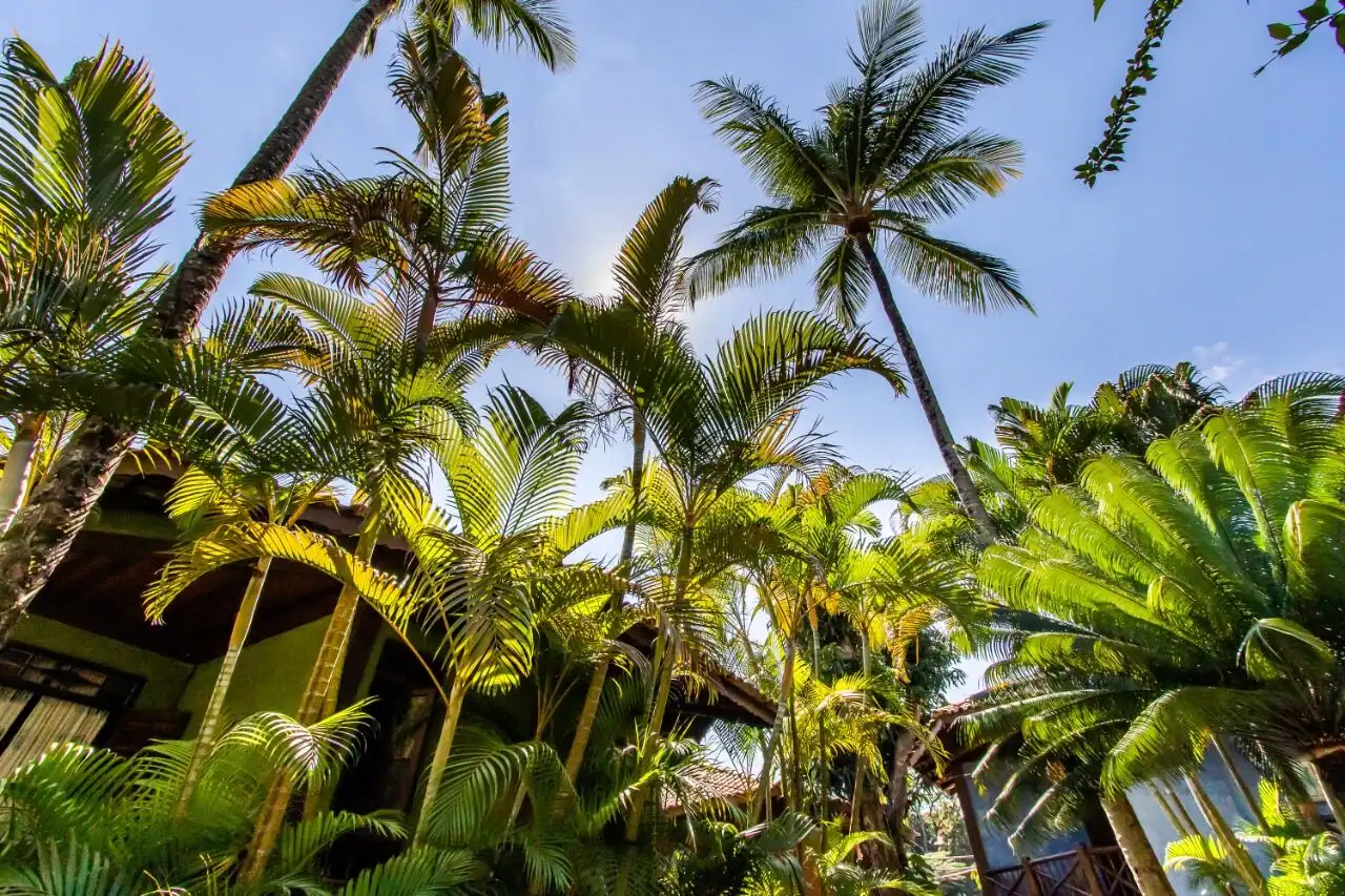Boutique hotel surrounded by lush tropical palm trees in Ilhabela, perfect for a serene getaway or i.