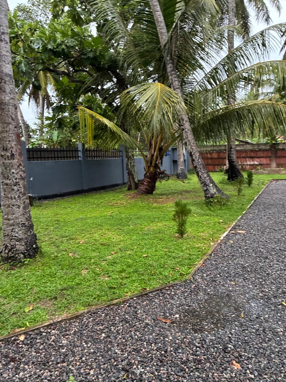 Tropical Garden with Two Houses in Waikkal Lush tropical garden with palm trees and two houses in Waikkal, Sri Lanka.