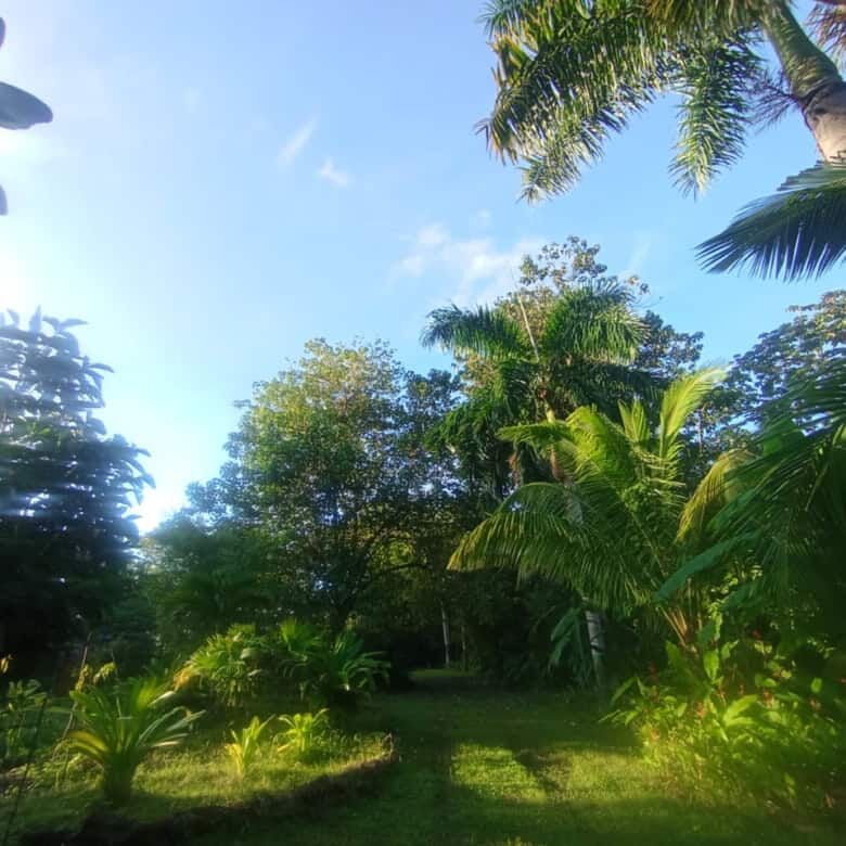Tourism property with lush tropical trees near Playa Venao, Panama.