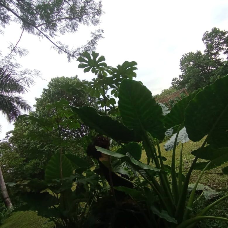 Friendly riverfront property near Playa Venao, Panama, ideal for eco-tourism development.