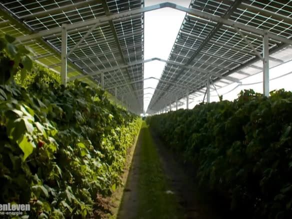 Powered greenhouse on Martinique promoting eco-friendly farming and high returns.