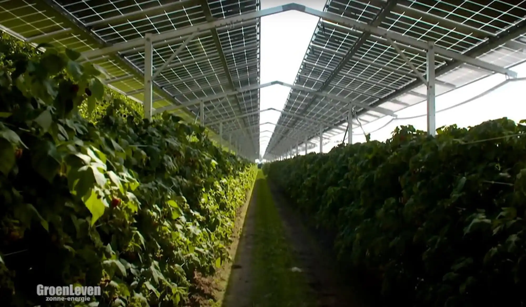 Powered greenhouse on Martinique promoting eco-friendly farming and high returns.