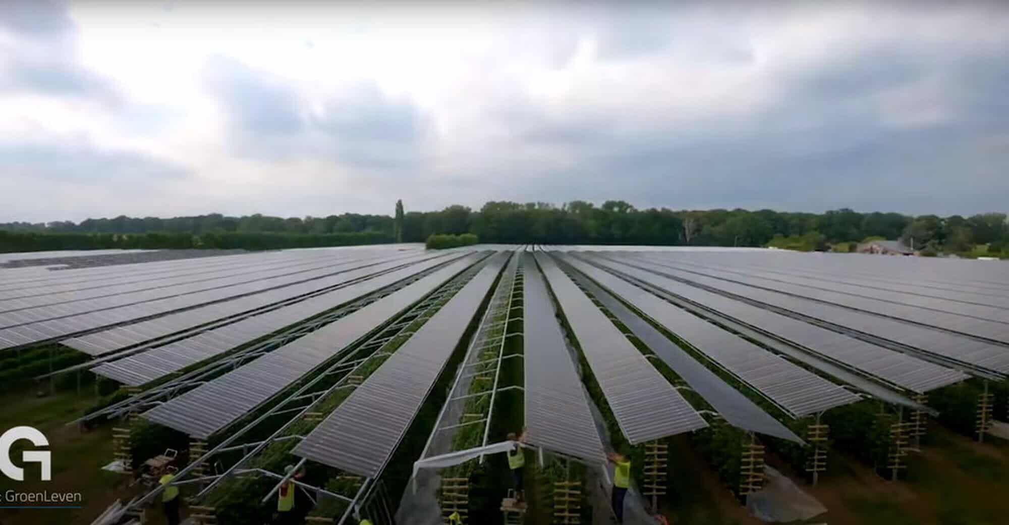 Solar energy farm on Martinique island for sustainable environmental projects. Solar energy farm on Martinique for eco-friendly investment and high returns.