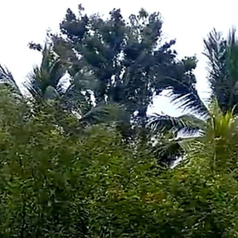 Lush tropical trees and palms at a holiday resort on Martinique island.
