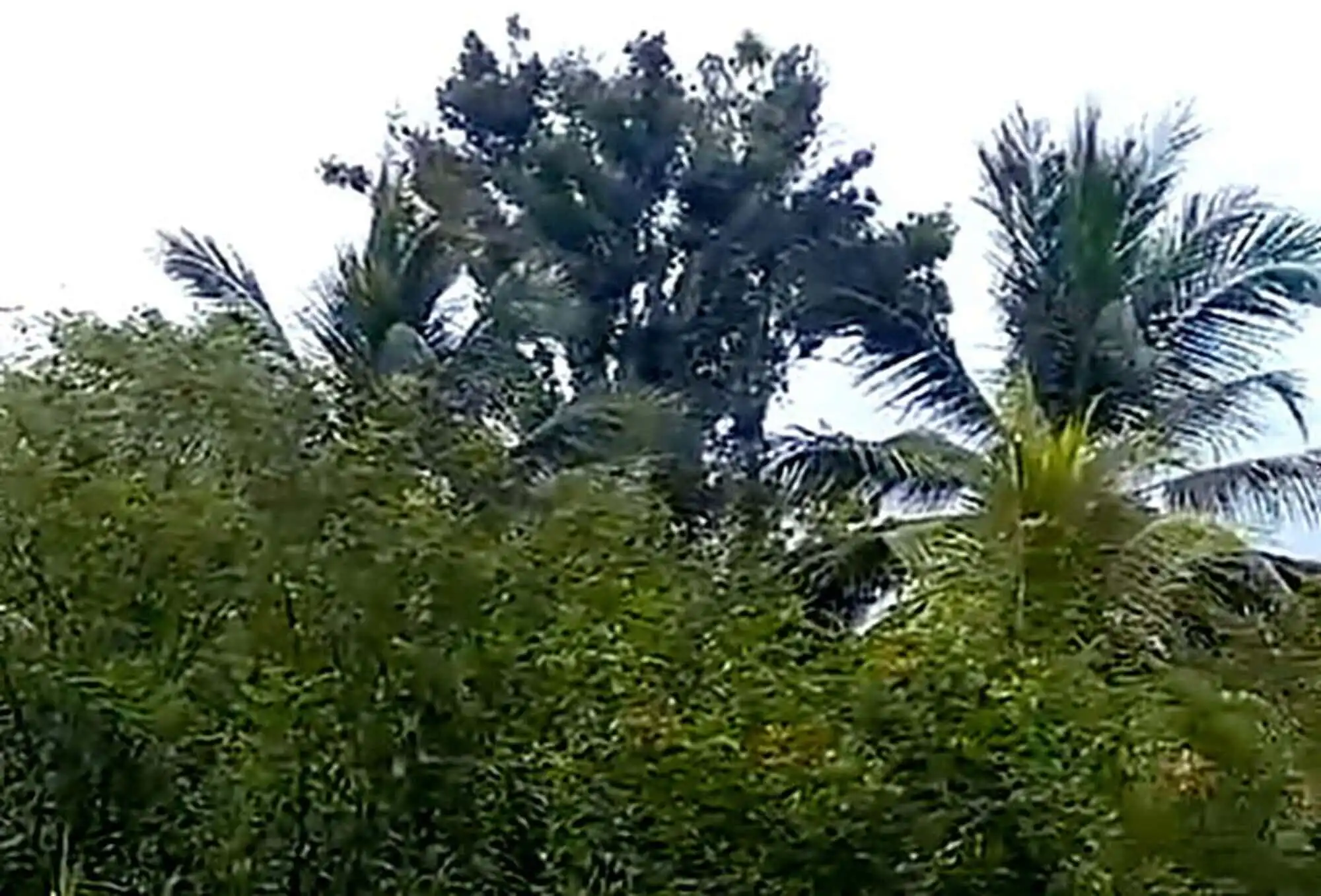 Lush tropical trees and palms at a holiday resort on Martinique island.