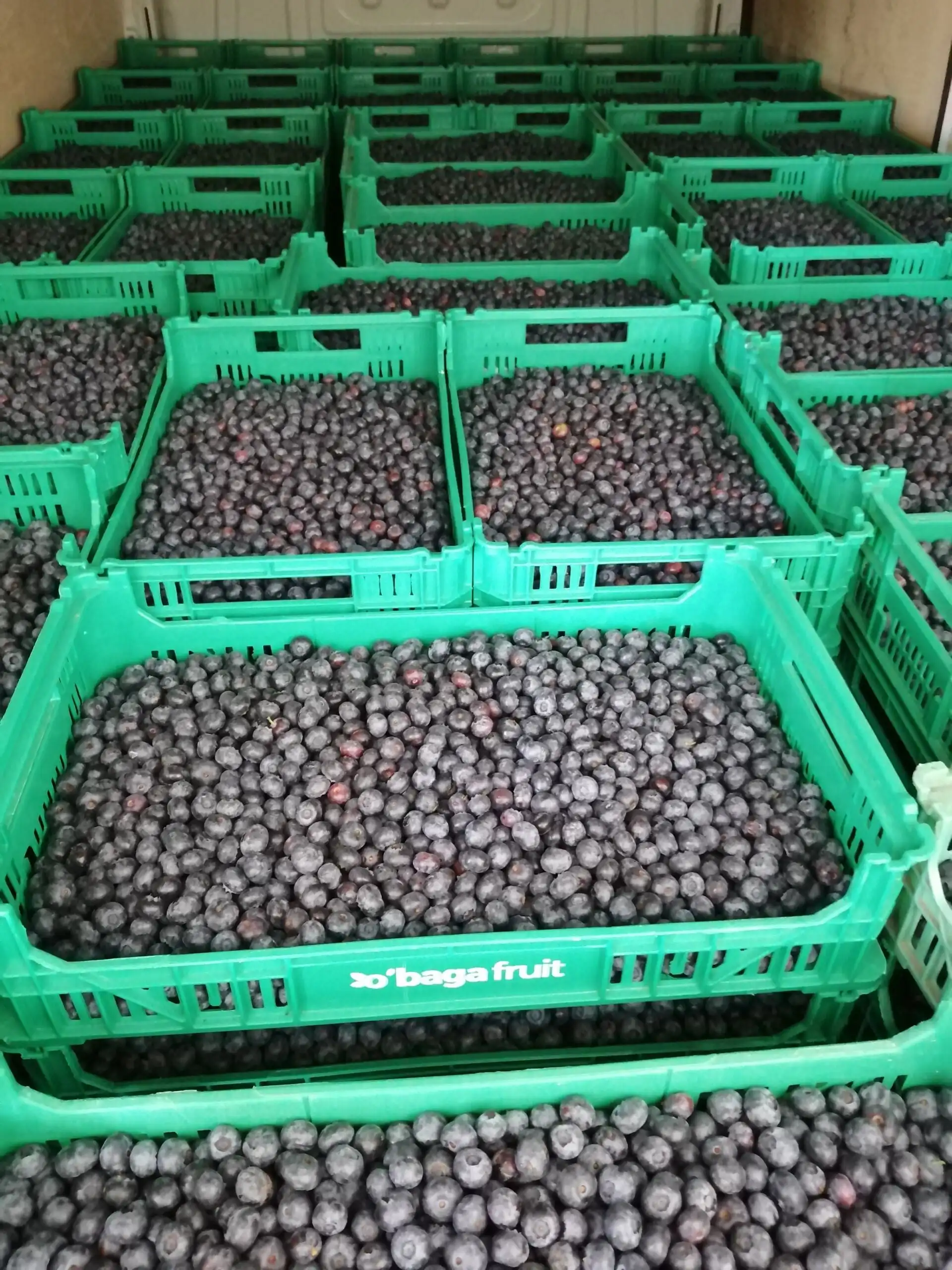 Fresh blueberries in green crates at Santa Clara Blueberry Farm, Moimenta da Serra.