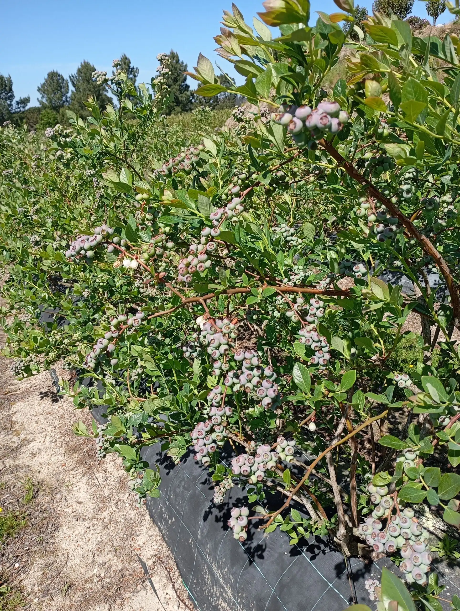 Blueberry bush with ripe berries at Santa Clara Blueberry Farm in Moimenta da Serra. Perfect for fru.