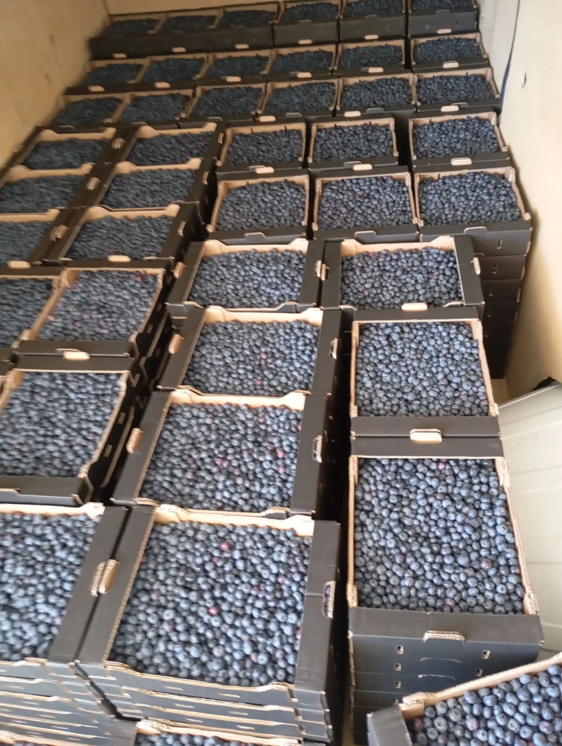 Blueberries harvested at Santa Clara Blueberry Farm for sale in Moimenta da Serra.